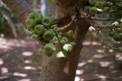 Ficus auriculata